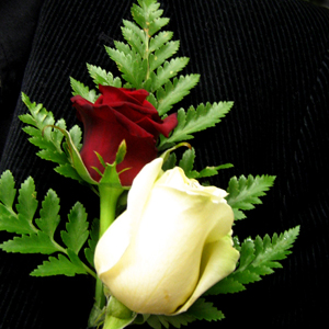 Button Hole Roses