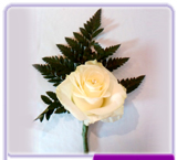 Buttonhole Rose